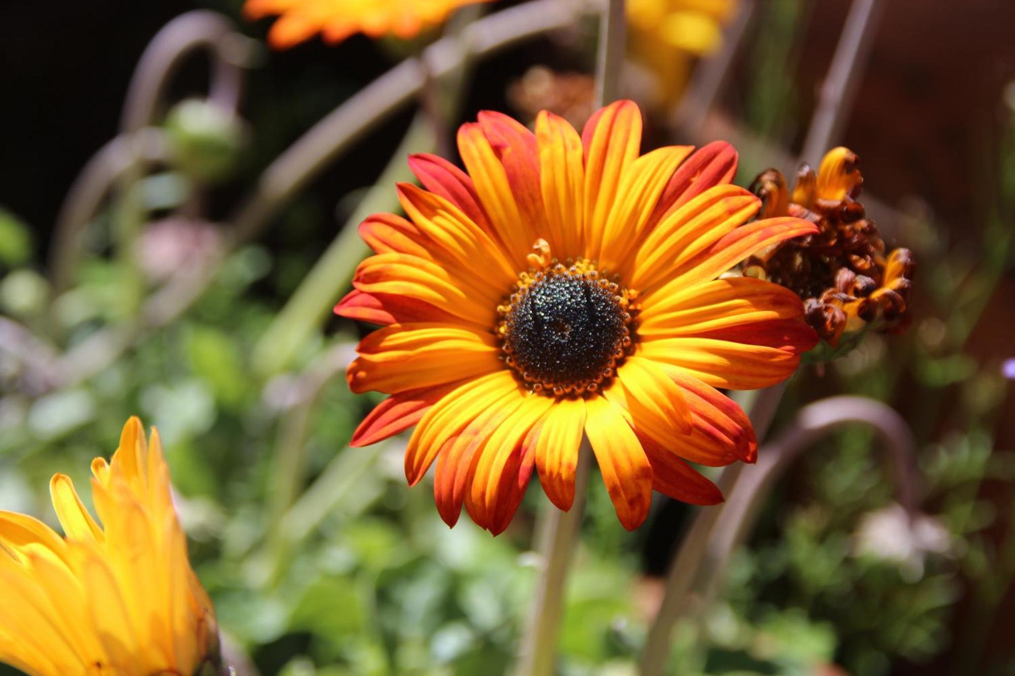 Bio Quinta Do Pantano, Agro Turismo Villa Santo Antonio da Serra ภายนอก รูปภาพ