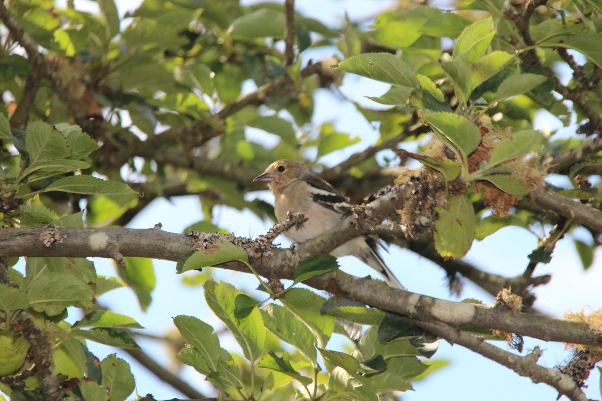 Bio Quinta Do Pantano, Agro Turismo Villa Santo Antonio da Serra ภายนอก รูปภาพ